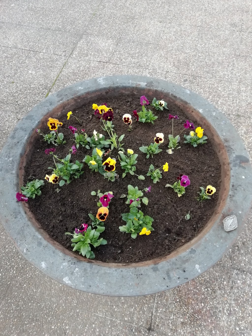 Composiciones florales con el Ayto. de Yunquera de&nbsp;Henares